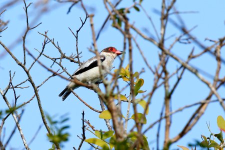 Masked Tityra photo