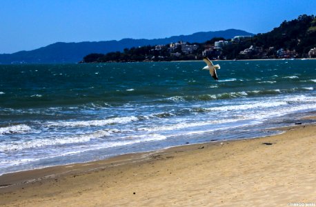 FLORIPA-8