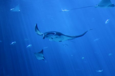 Manta rays