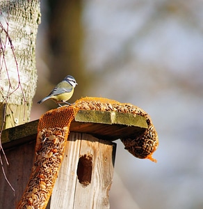 Small bird bird seed claws out photo