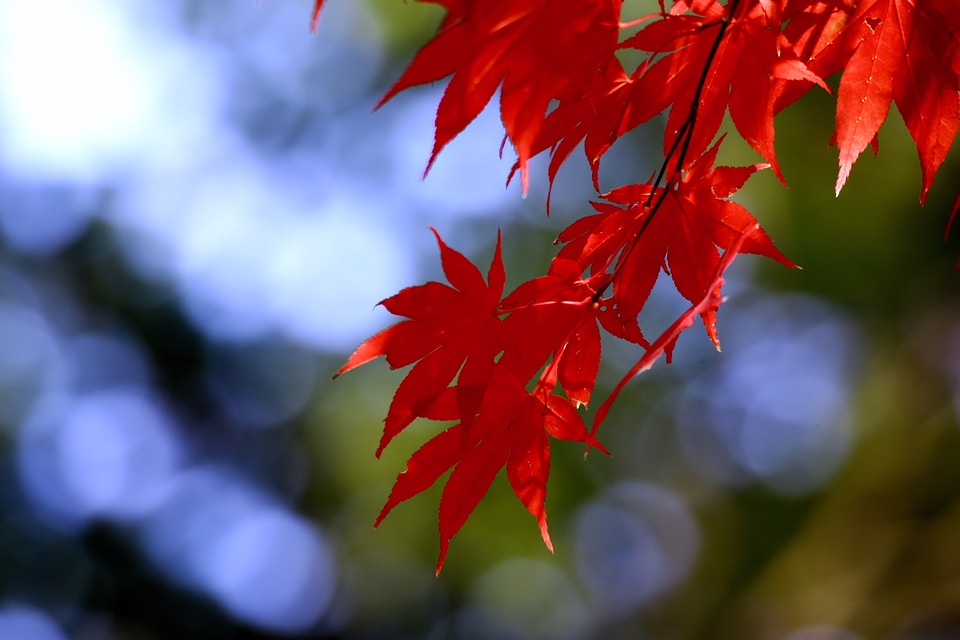 Autumn wood red maple leaf