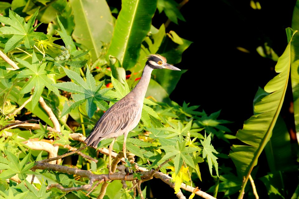 Yellow-crowned Night-Heron