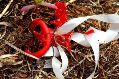 Lost Balloon