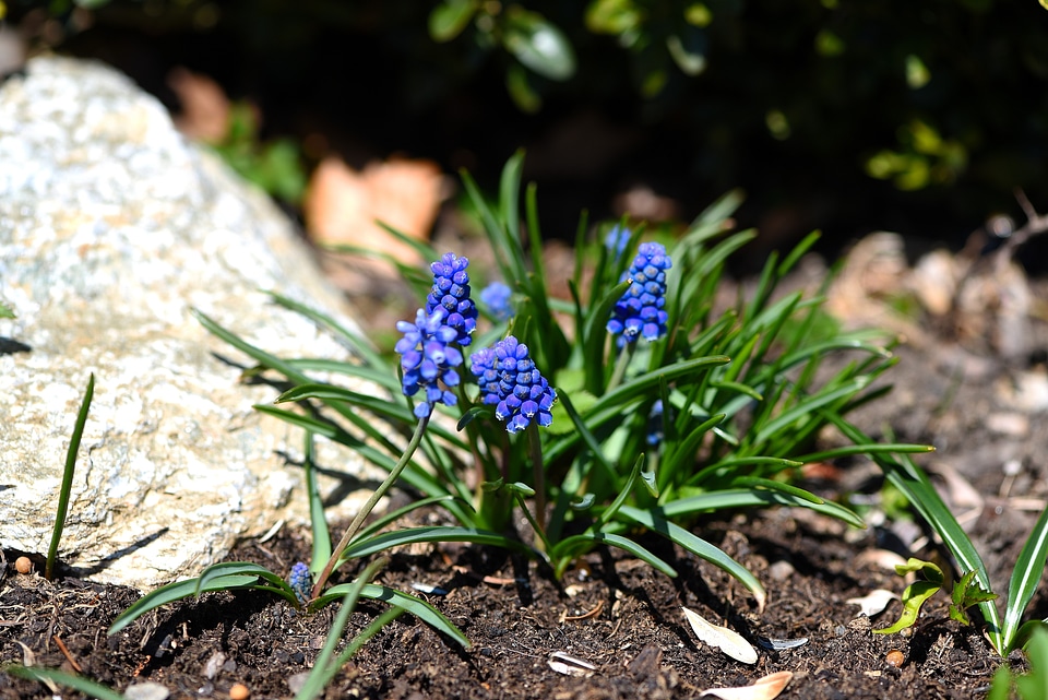 Early bloomer garden spring