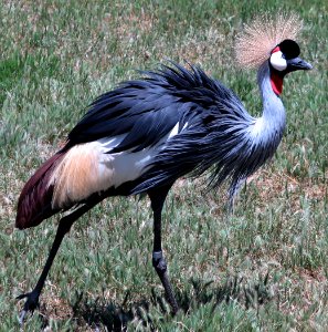 crowned crane