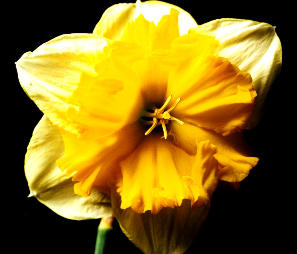 yellow and white split daffodil photo