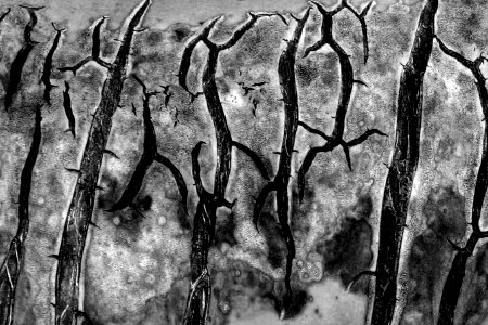 solarized damaged cactus leaf