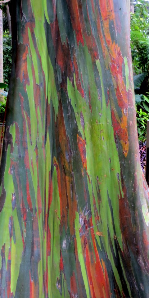 rainbow bark
