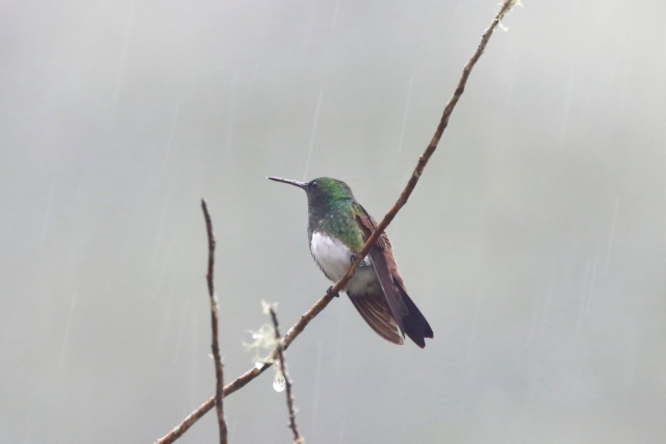 Snowy-bellied Hummingbird