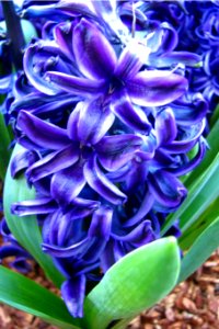 blue hyacinth closeup photo