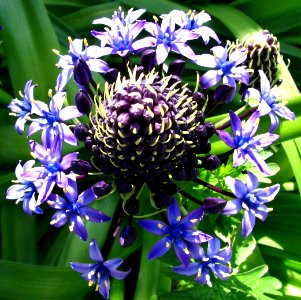 blue-purple cluster flower photo