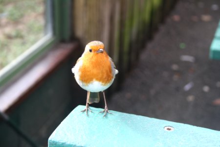 Robin