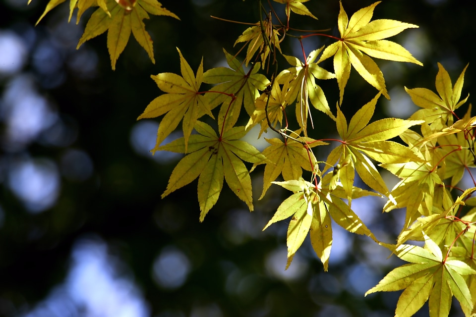 Autumn wood yellow maple leaf