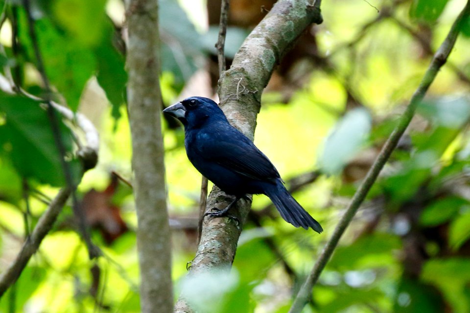 Blue-black Grosbeak, Cyanocompsa cyanoides - 260A3237