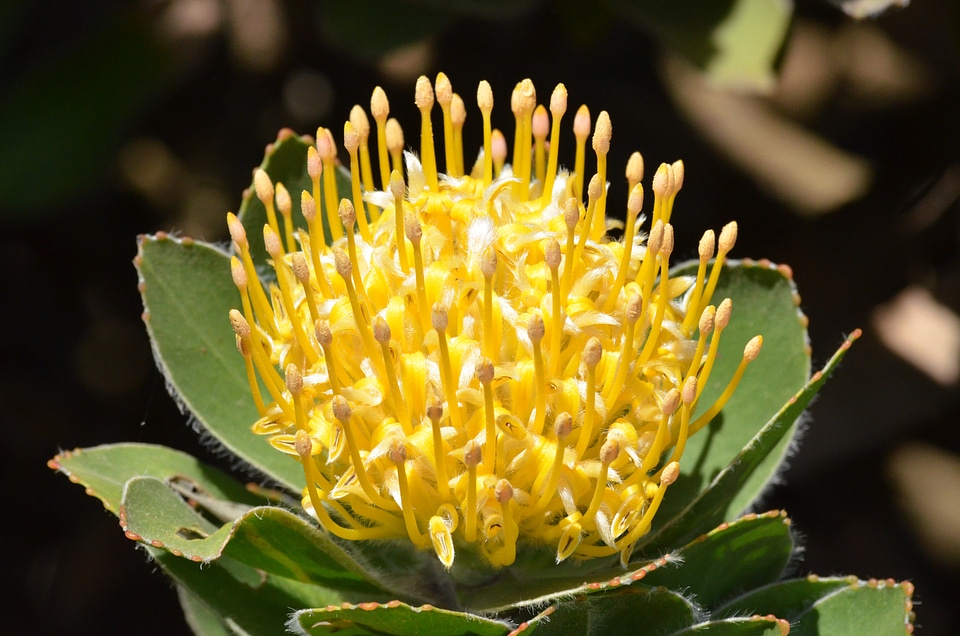 South african protea cordifolium