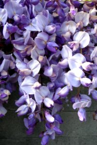 wisteria closeup photo