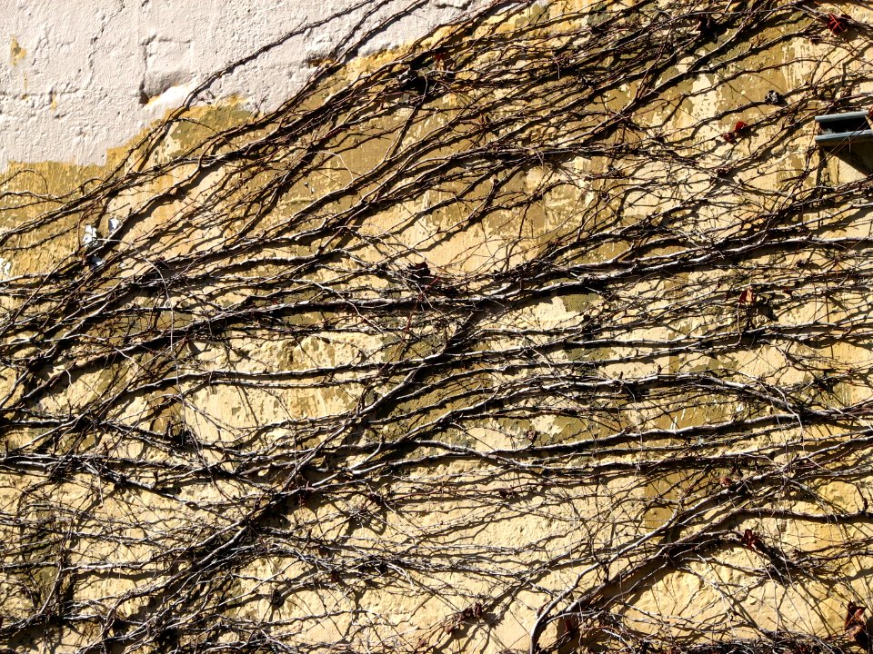 bare vines on wall 1