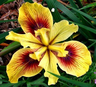 yellow-and-red dwarf iris photo