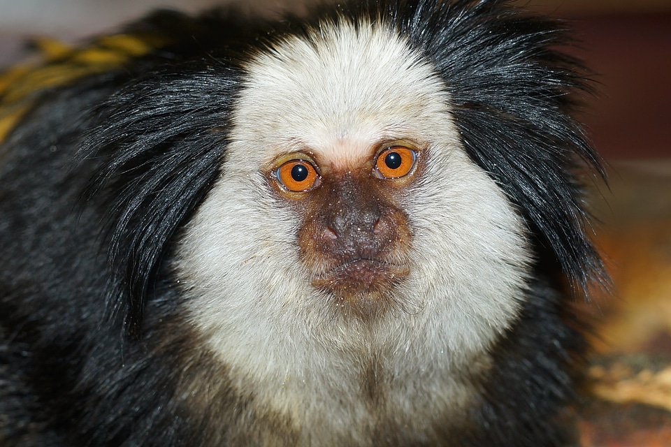 Alive interested zoo