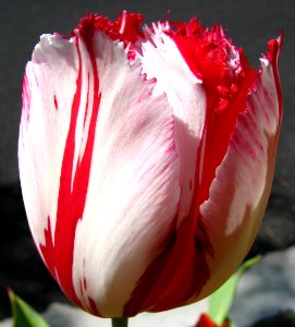 red-and-white striped fringed tulip