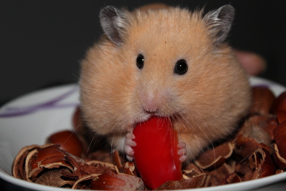 Hamster animal nuts