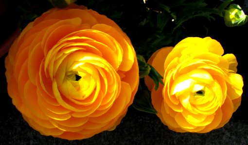 two yellow ranunculus