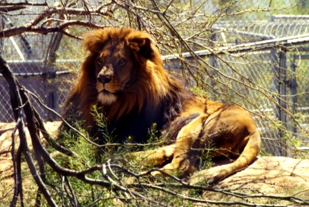 kingly male lion photo