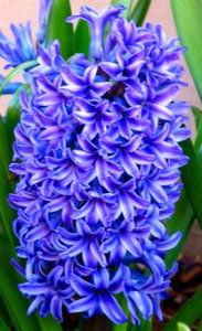 blue hyacinth photo