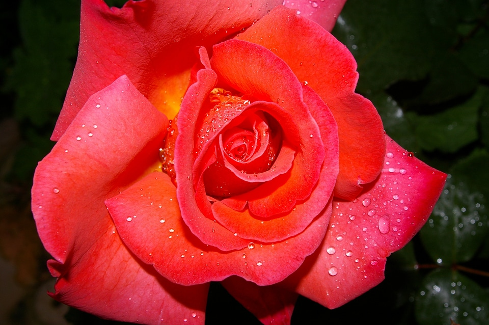 Floribunda rose bloom garden rose