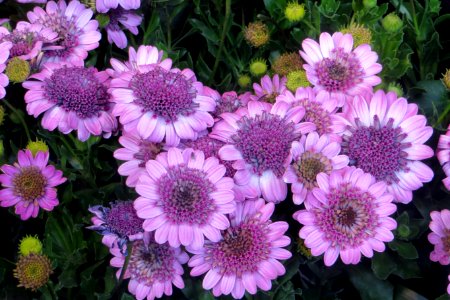 pink-violet flowers