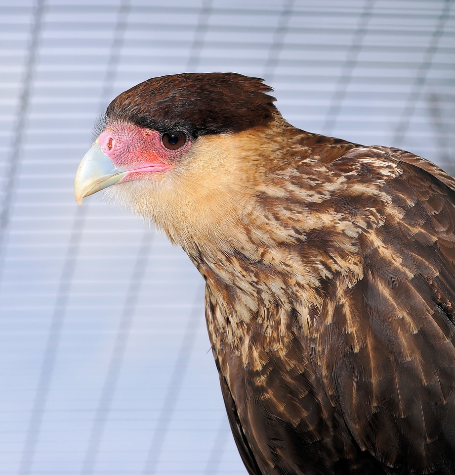 Bill portrait plumage