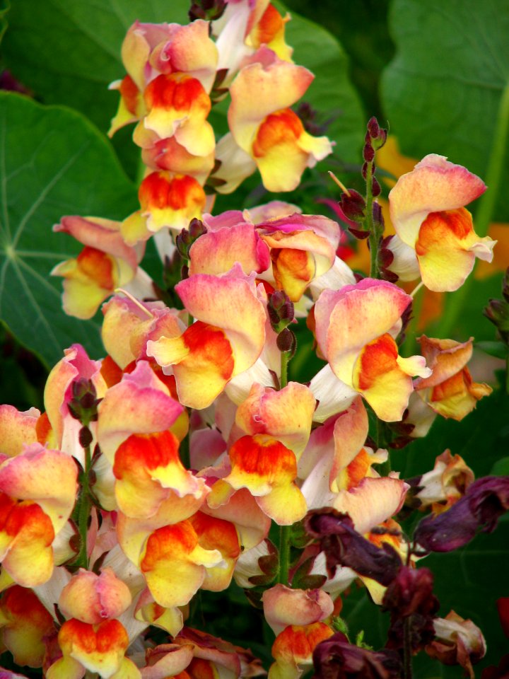 orange-yellow snapdragonoids