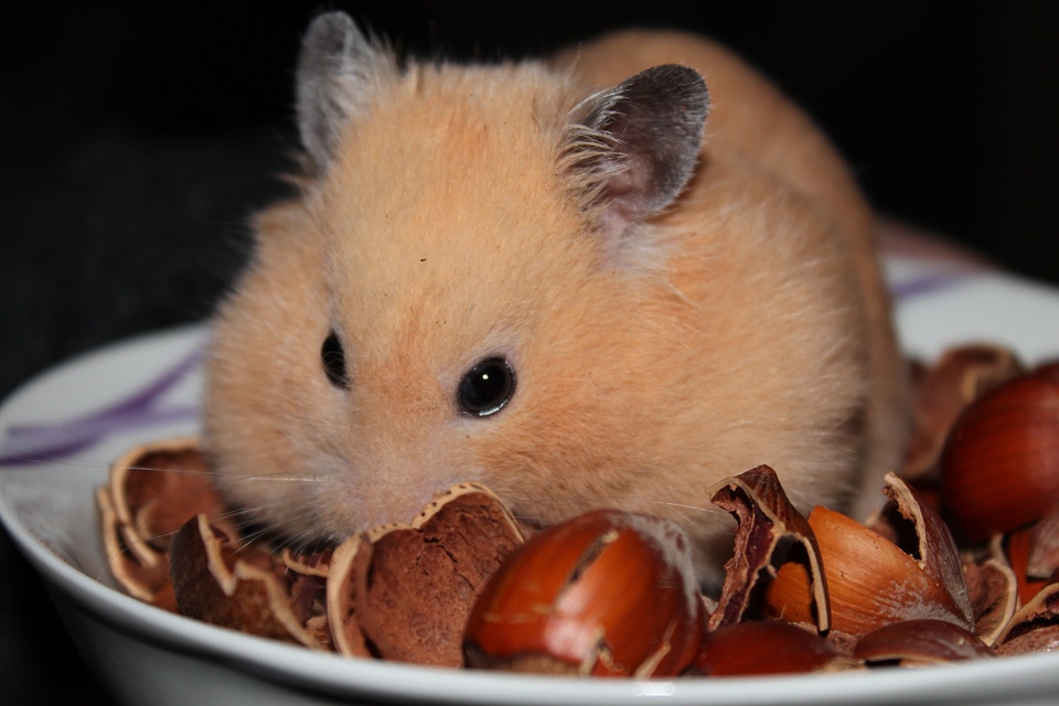 Hamster animal nuts
