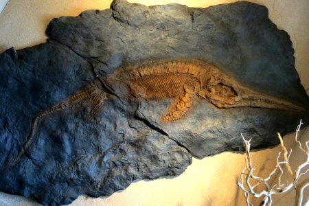 swimming dinosaur fossil photo