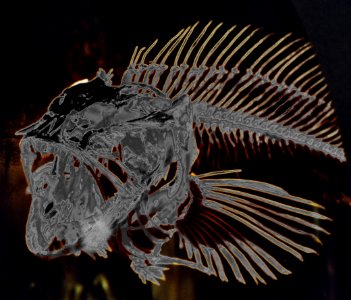 fish skeleton, solarized photo