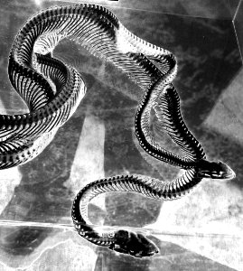 mating snake skeletons, solarized