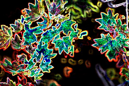 psychedelic leaves photo