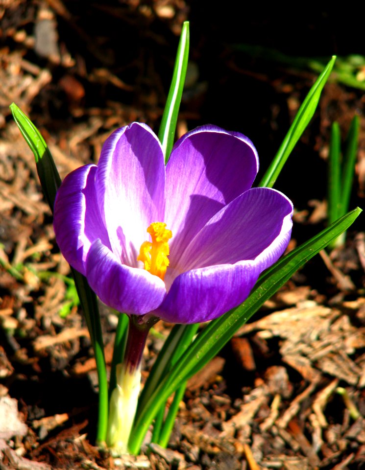 purple crocus