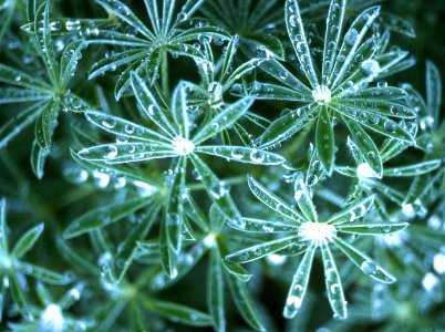 lupine leaves with water drops 2 photo