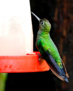 Green-crowned Brilliant (Heliodoxa jacula) - 260A1897