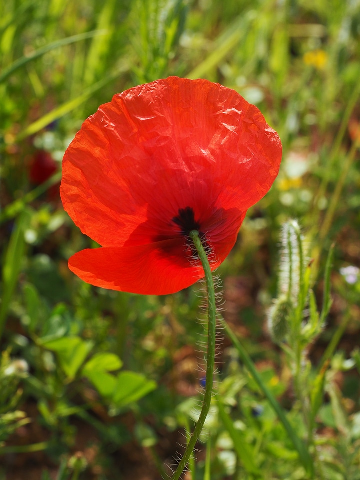 Red flower klatschmohn