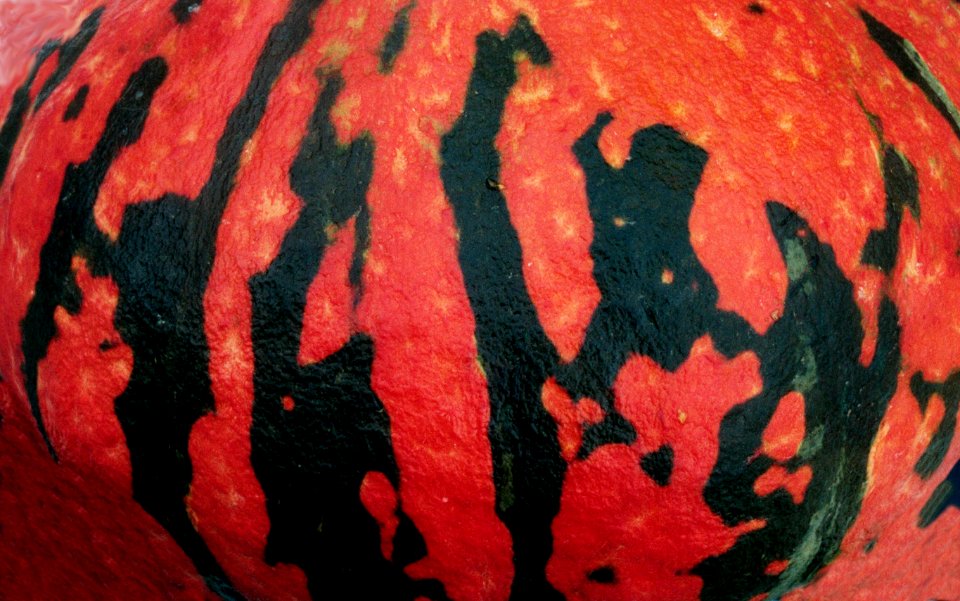 red squash with black patches