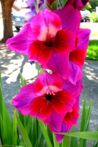 pink-and-red gladiolas photo