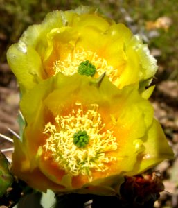 yellow cactus flowers (prickly pear) photo