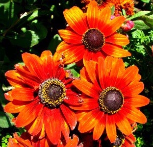 orange daisylike flowers photo