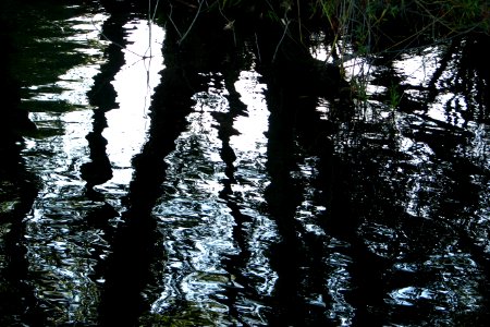 tree reflections photo