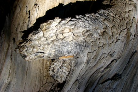 wood texture 1 (bear profile) photo