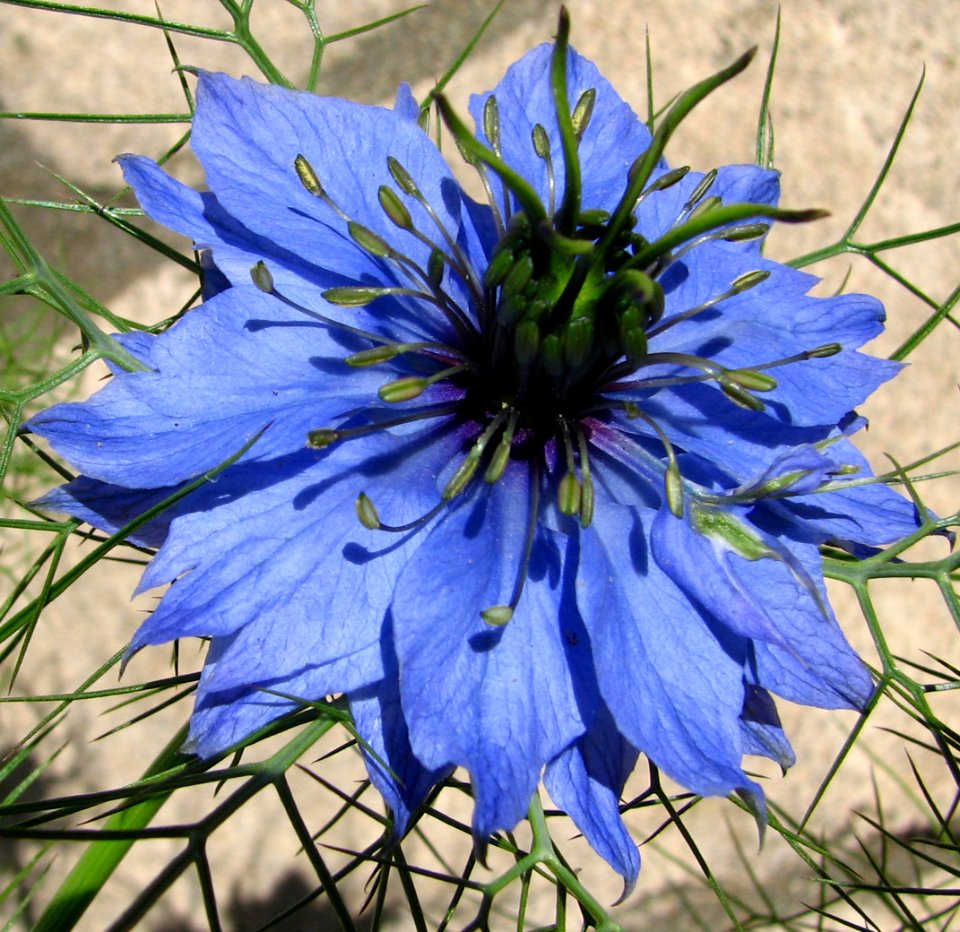blue spider flower