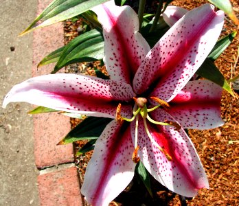pink-and-white lily photo