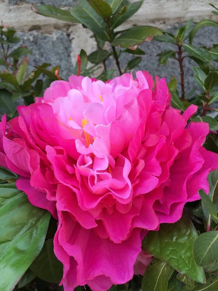Pink peony a flower